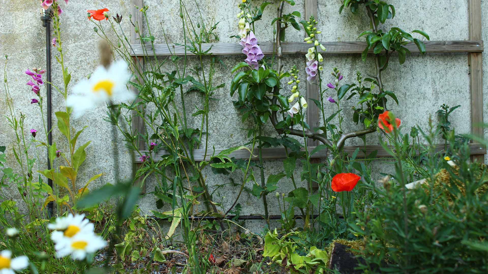 Klaus Sawetzki Leistungen Naturgarten NRW